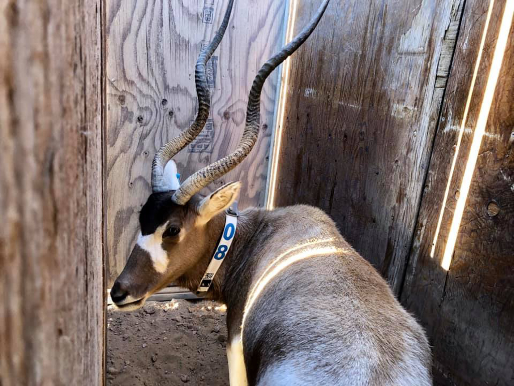 Addax antelope during reintroduction in Chad