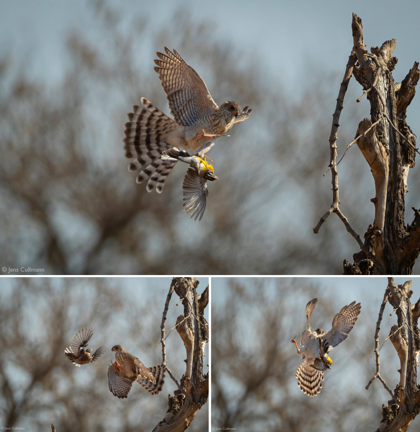 Gabar goshawk catching bird in Klaserie Private Nature Reserve, South Africa