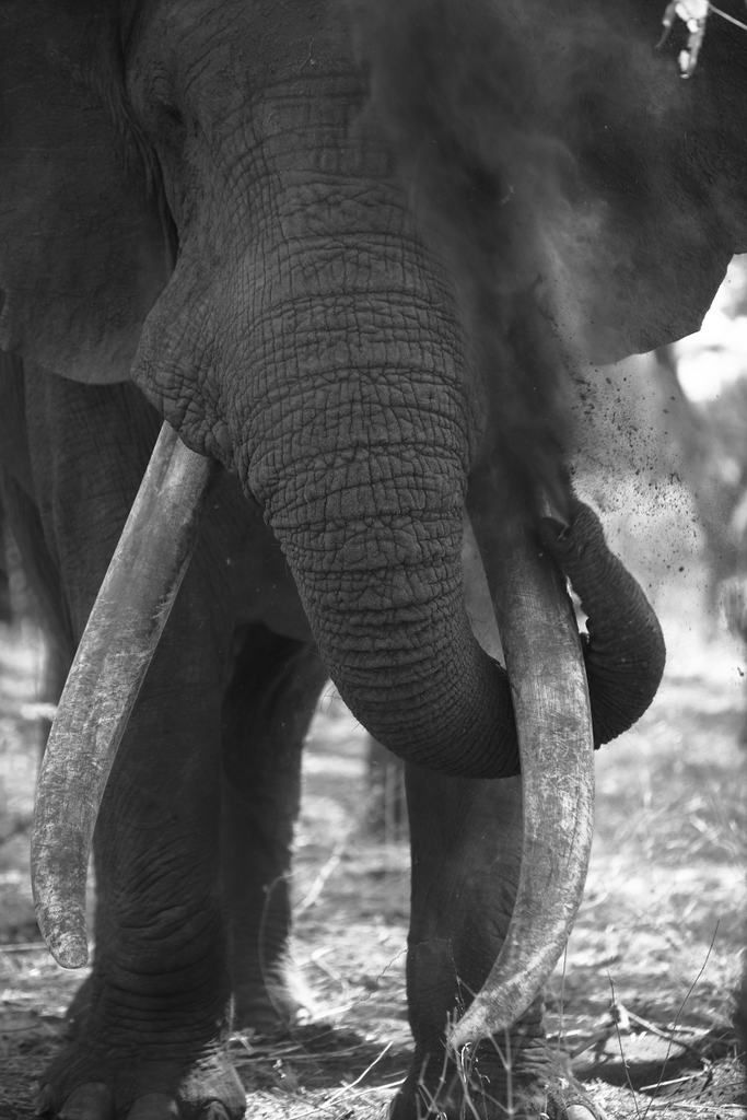 Elephant bull having a dust bath, tusker, Malilangwe Wildlife Reserve, Zimbabwe