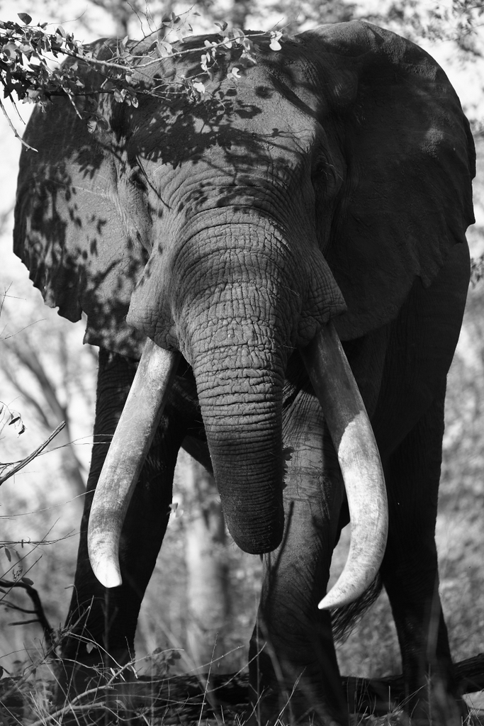 Elephant bull, tusker, Malilangwe Wildlife Reserve, Zimbabwe