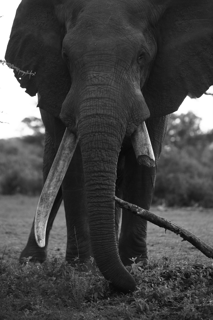 Elephant bull with one broken tusk, tusker, Malilangwe Wildlife Reserve, Zimbabwe