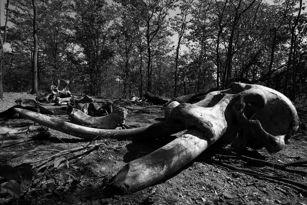 Remains of an elephant bull, bones, skull, tusker, Malilangwe Wildlife Reserve, Zimbabwe