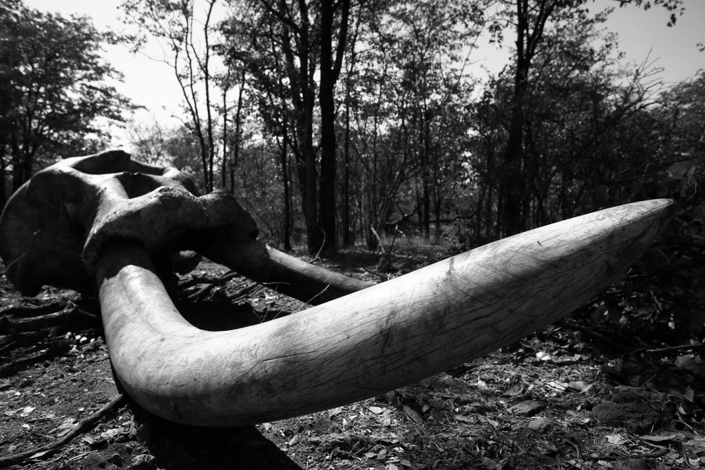 Elephant bull remains, bones, ivory, tusker, Malilangwe Wildlife Reserve, Zimbabwe