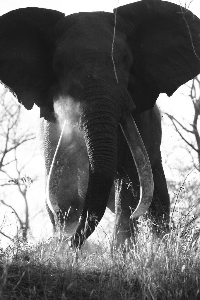 Elephant bull, tusker, Malilangwe Wildlife Reserve, Zimbabwe