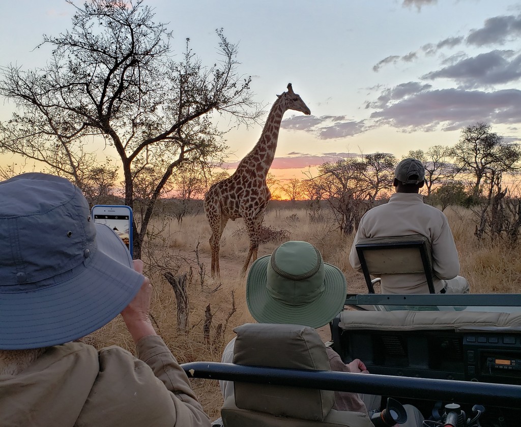 Guests watching a giraffe on a game drive in Greater Kruger, South Africa