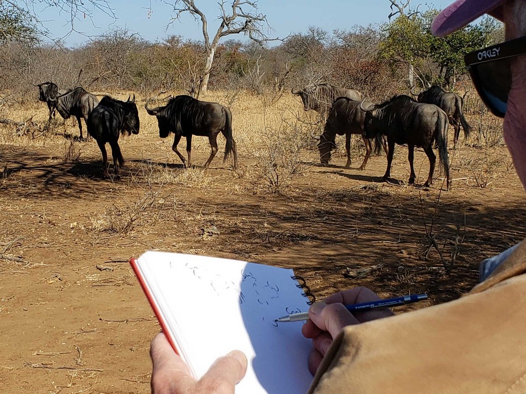 African Safari