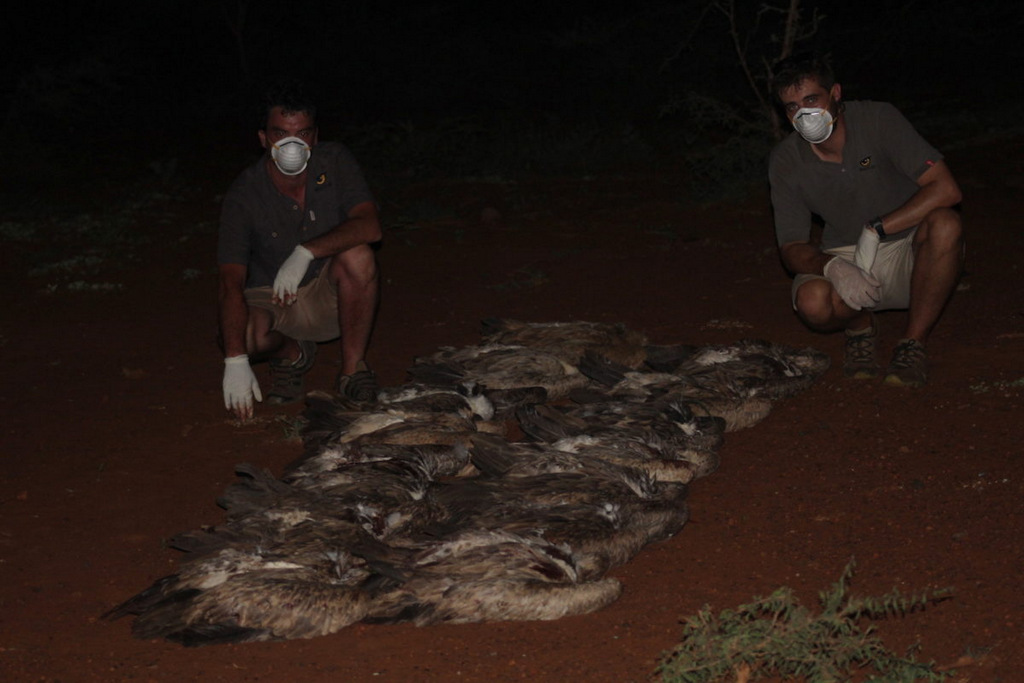 Wildlife ACT response team with the bodies of 13 white-backed vultures