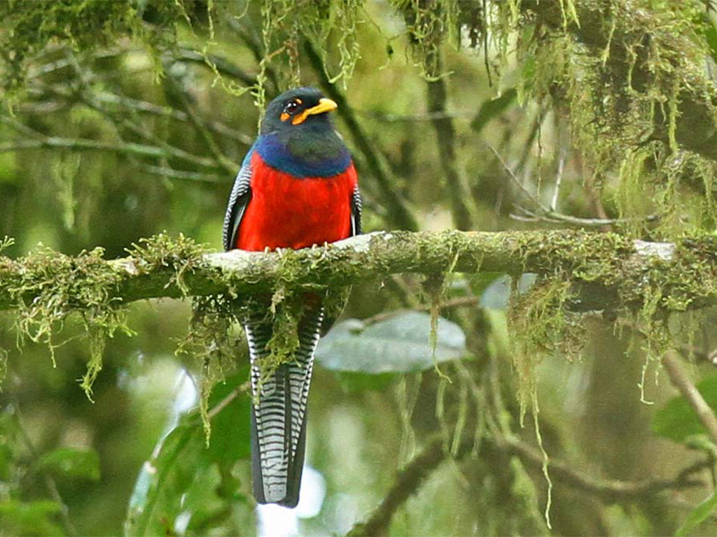 Bar-tailed trogon on safari with Africa Geographic