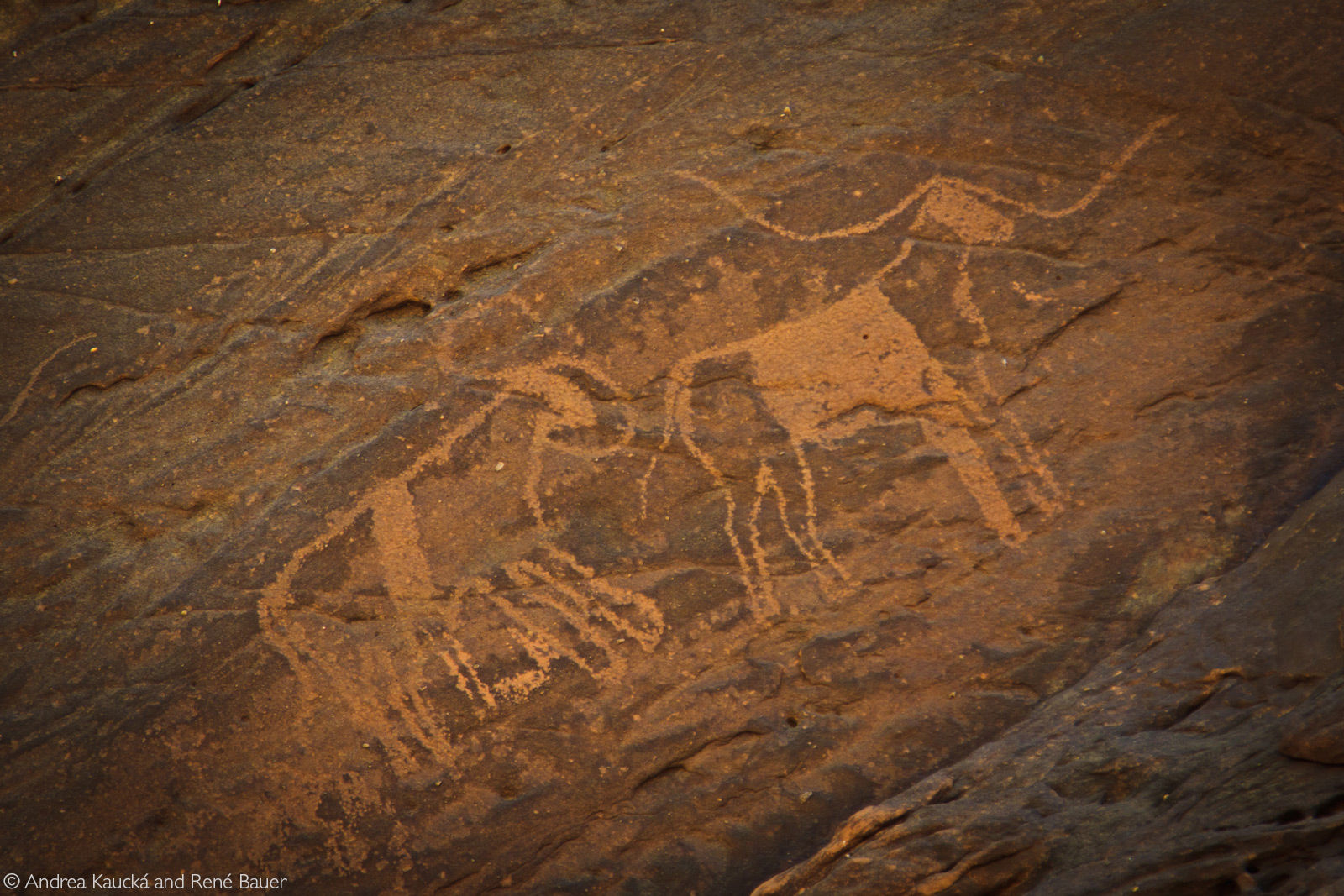 Petroglyphs of longhorn cattle and pastoralists speak of the ancient tradition of raising cattle © Andrea Kaucká and René Bauer