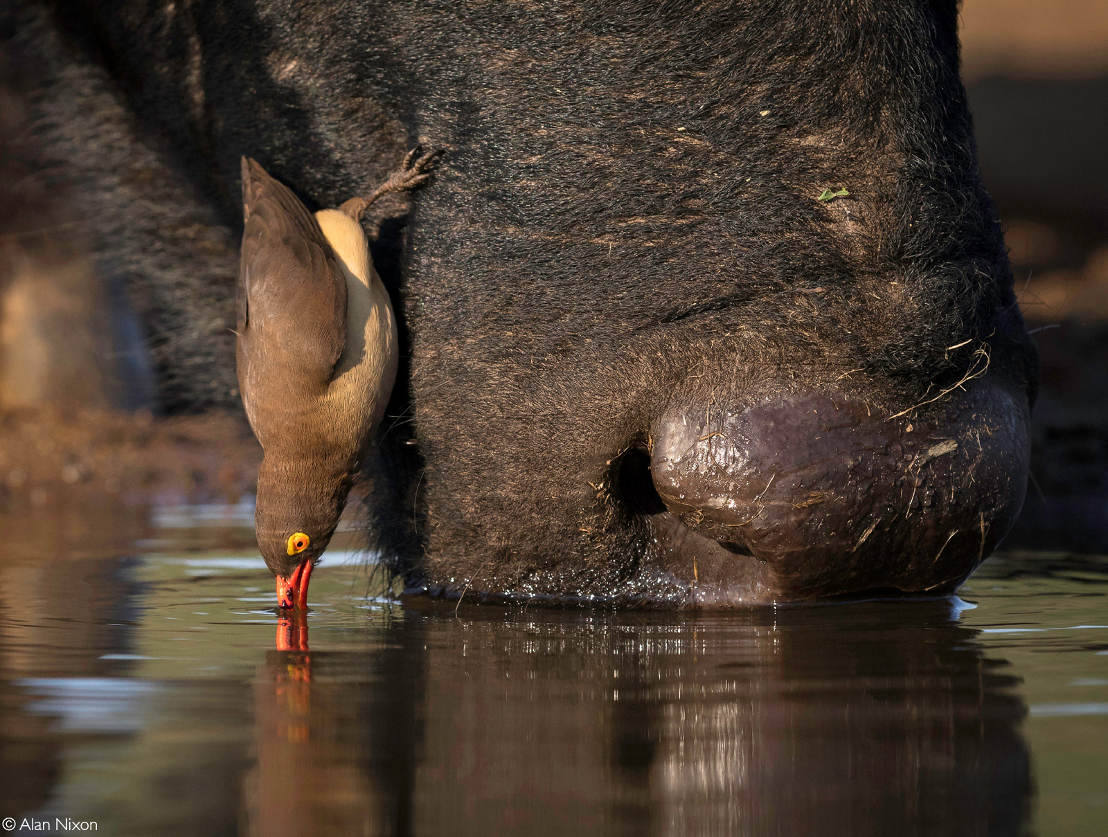 A red-billed oxpecker and a buffalo take a drink together. Zimanga Private Game Reserve, South Africa © Alan Nixon