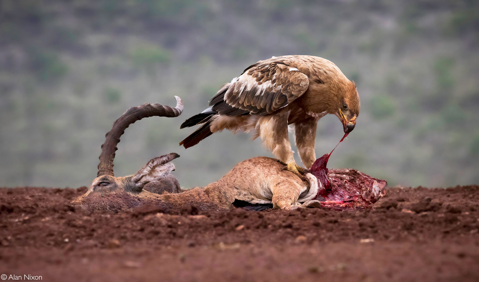 A tawny eagle having his share of a carcass. Zimanga Private Game Reserve, South Africa © Alan Nixon