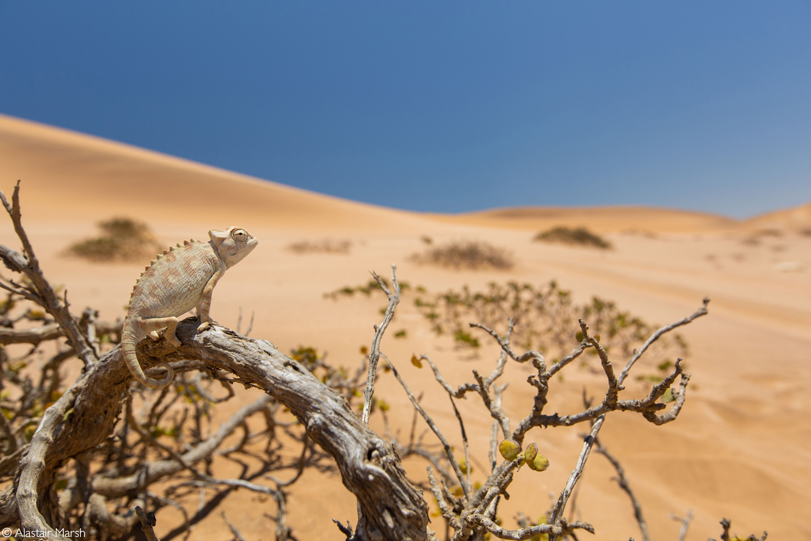 A Namaqua chameleon surveying its surroundings in the Namib Desert. Near Swakopmund, Namibia © Alastair Marsh