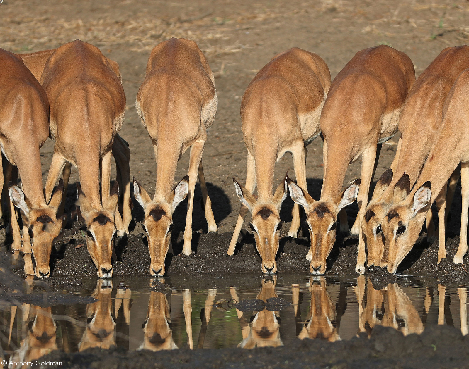 Impala with reflections on a waterhole. Londolozi Private Game Reserv, South Africa © Pranav Chadha