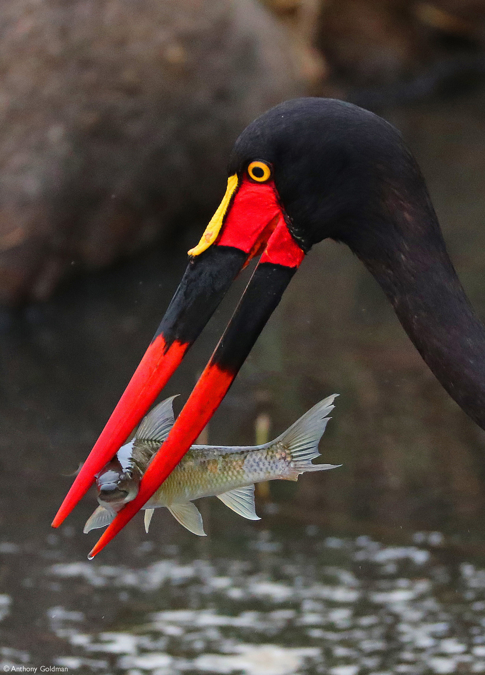 A saddle-billed stork with a mud fish in the Sand River. Ulusaba Private Game Reserve, South Africa © Anthony Goldman