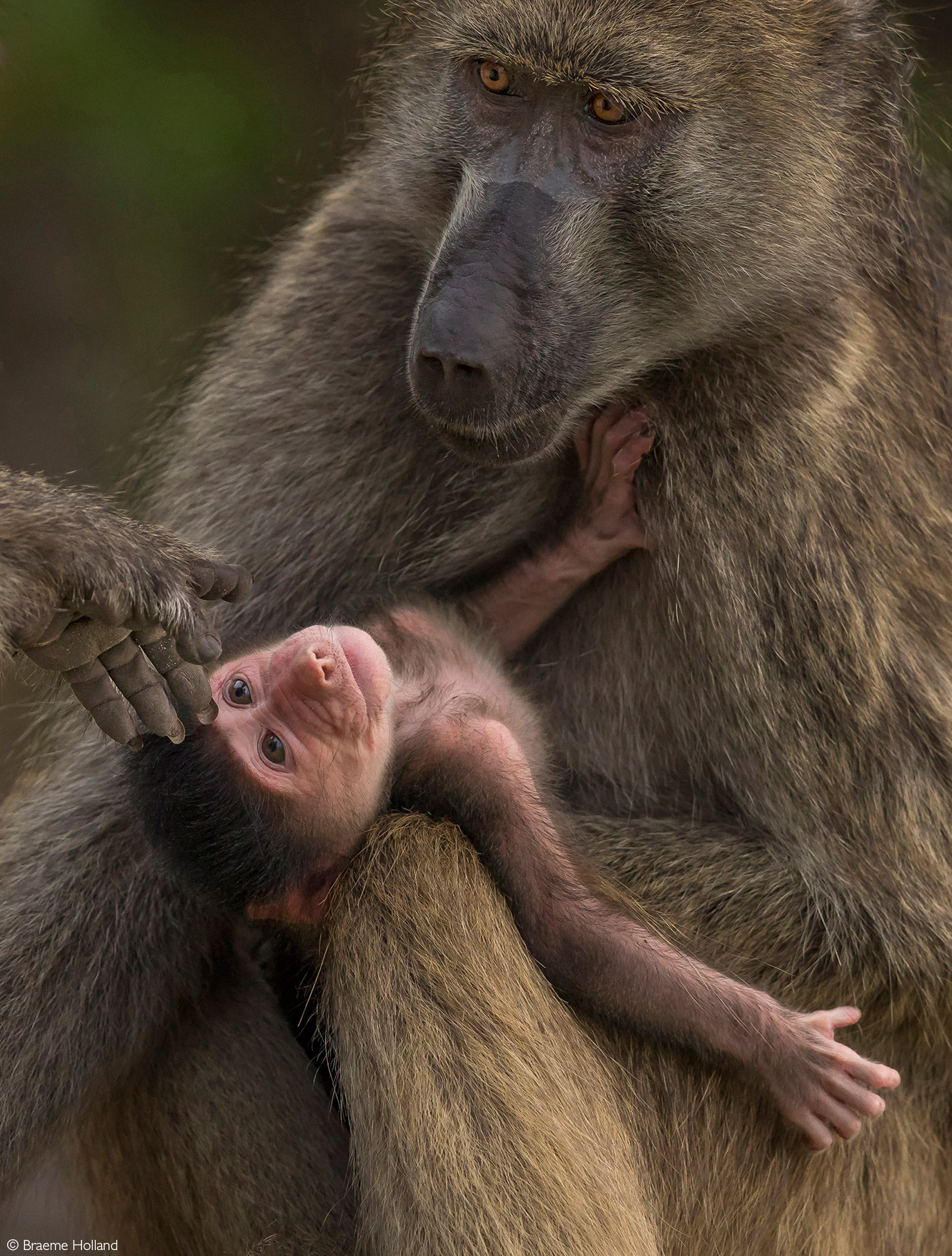 A mother baboon looks protectingly over her baby as another adult endeavours to gently touch the young one. Chobe River, Botswana © Braeme Holland