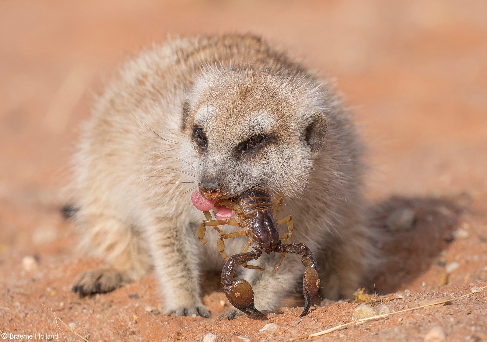 A meerkat enjoys a scorpion as a meal. Kgalagadi Transfrontier Park, South Africa © Braeme Holland