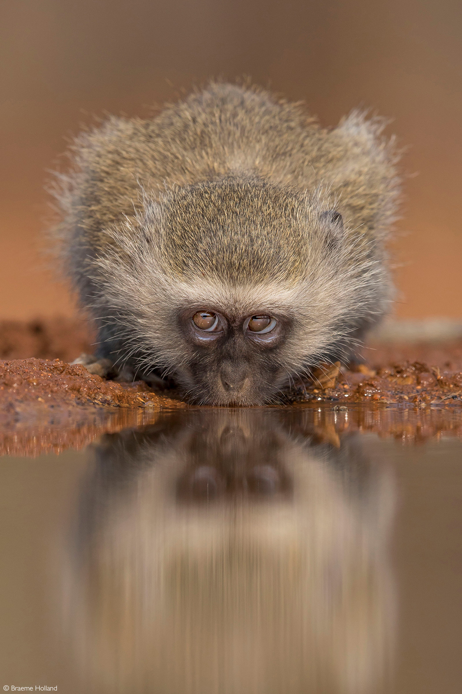 A rather mischievious-looking vervet monkey eyes out the photographer. Greater Kruger, South Africa © Braeme Holland