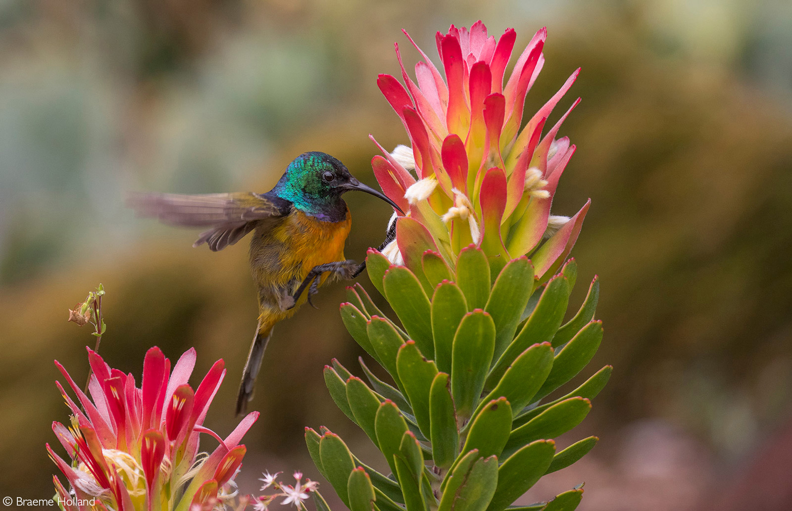 An orange-breasted sunbird in search of the sweet nectar from a common pagoda. Taken Kirstenbosch Botanical Gardens, Cape Town, South Africa © Braeme Holland