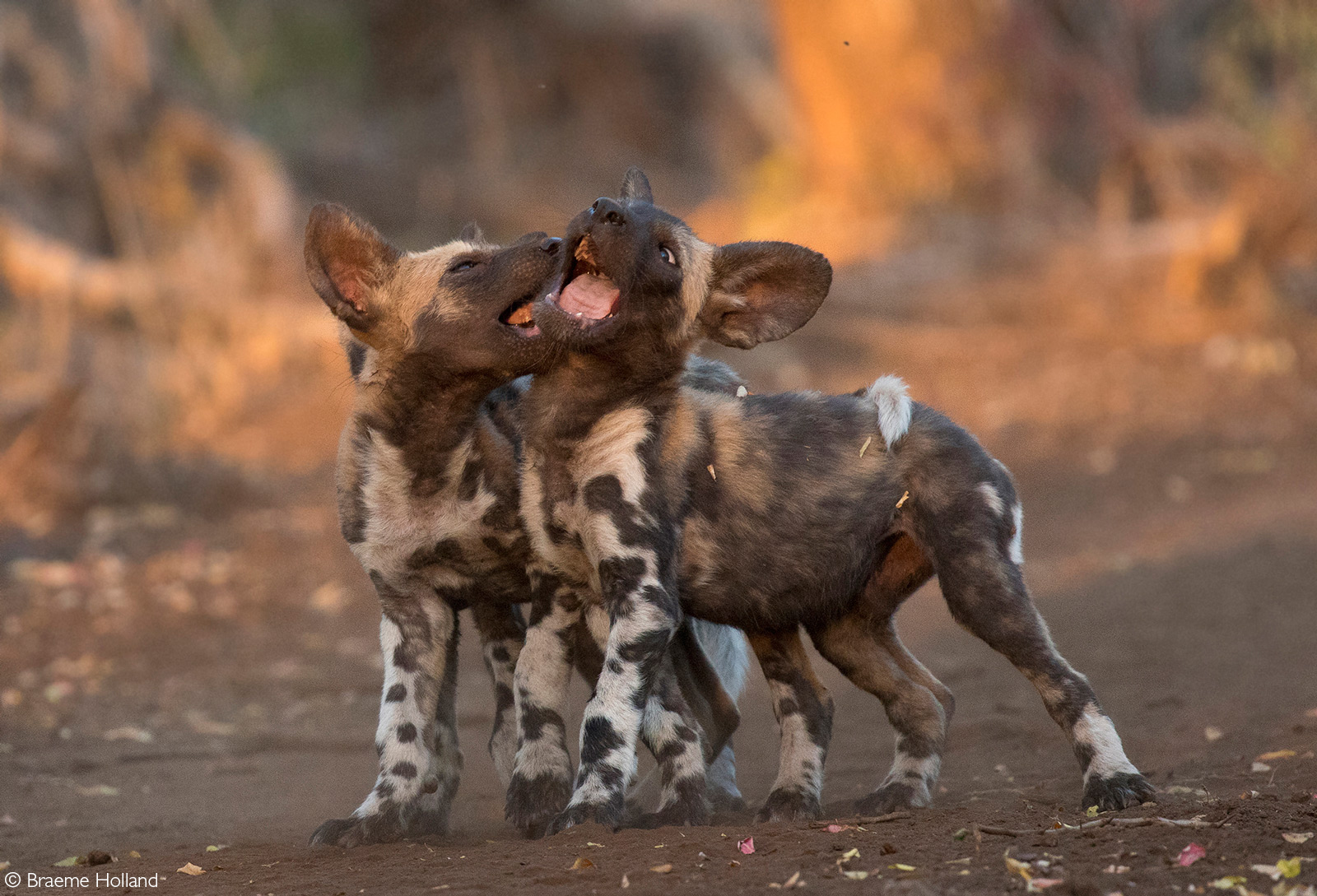 Two painted wolf (African wild dog) puppies folic playfully in the later afternoon sun. Zimanga Private Game Reserve, South Africa © Braeme Holland