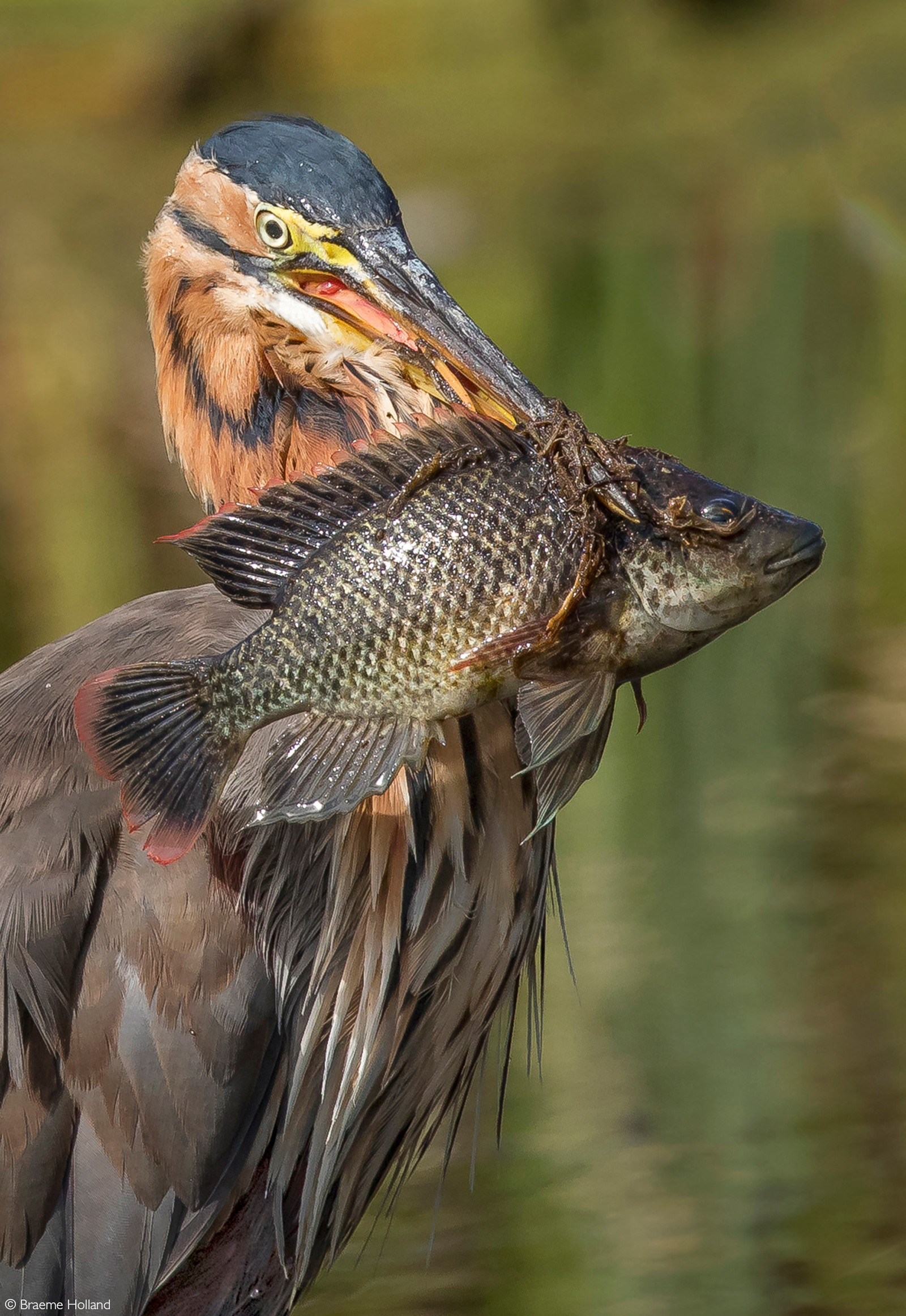 A purple heron proudly displays a Mozambique tilapia before swallowing the sizeable fish. Intaka Island Wetlands, Cape Town, South Africa © Braeme Holland