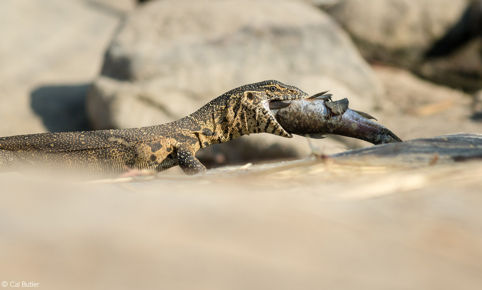 A water monitor carries a fish through a rocky section along the Sand River. Sabi Sand Private Game Reserve, South Africa© Cal Butler