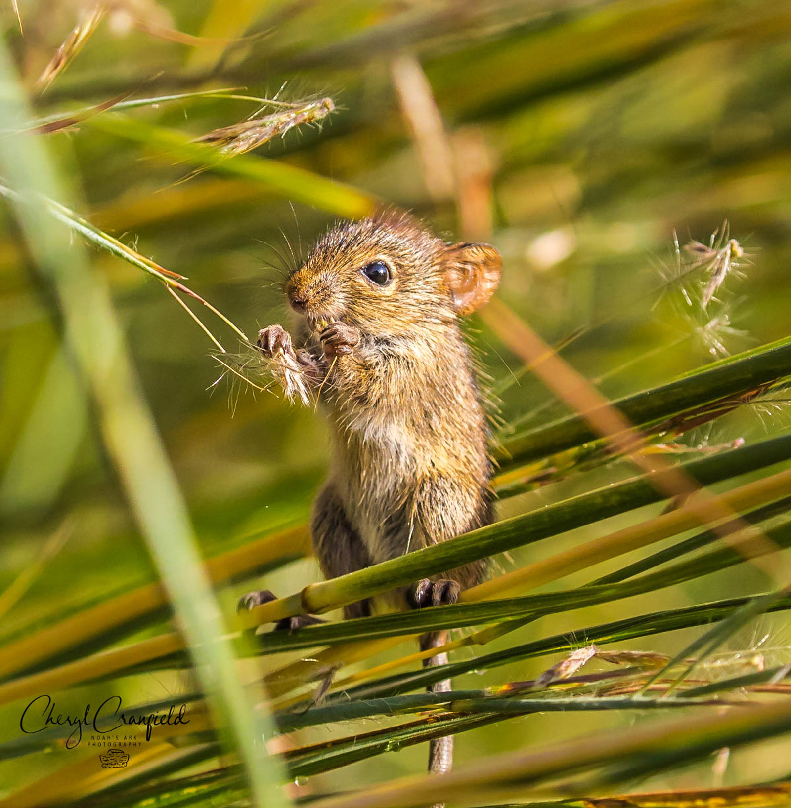 A young mouse feeds on grass seeds. Kirstenbosch Botanical Gardens, Cape Town, South Africa © Cheryl Cranfield