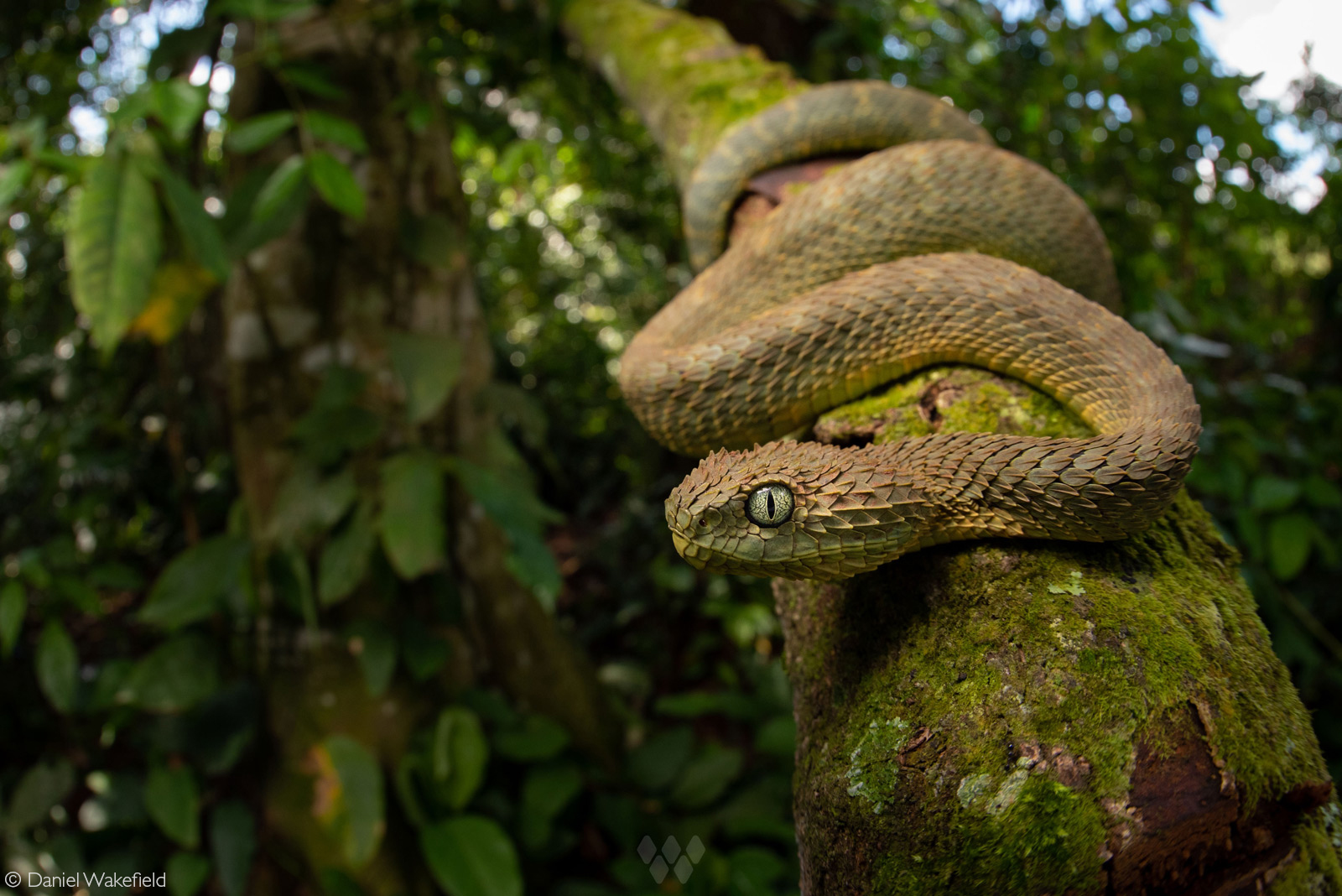 A variable bush viper in its rainforest habitat. Mityana district, west of Kampala, Uganda © Daniel Wakefield