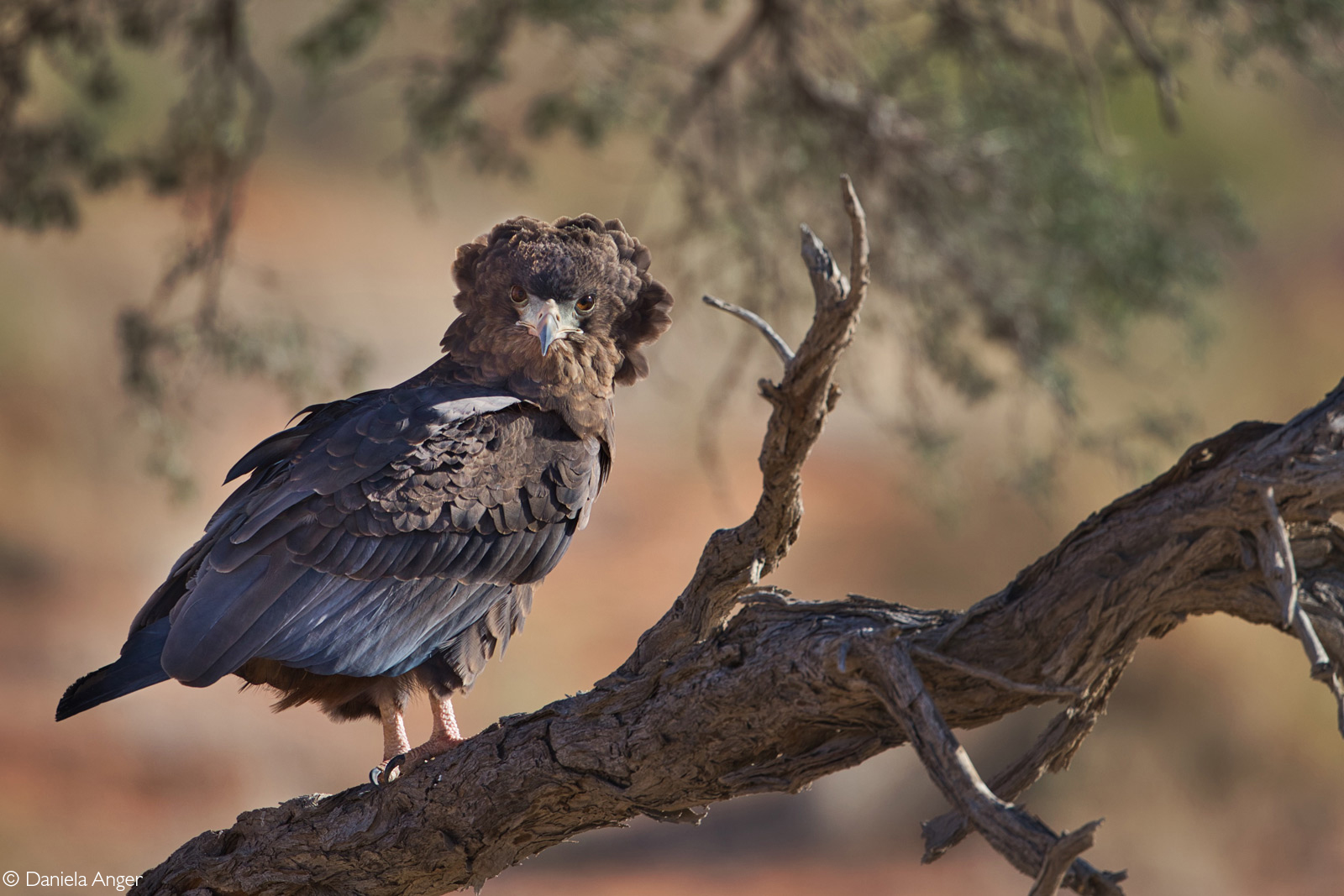 Juvenile bateleur. Kgalagadi Transfrontier National Park, South Africa © Daniela Anger