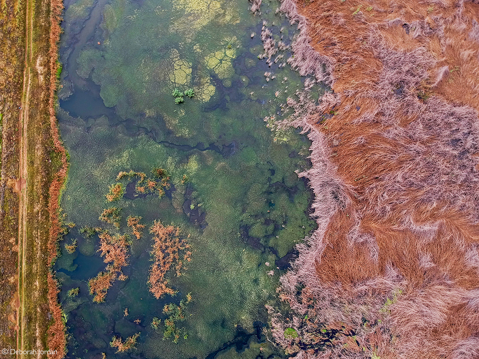 Aerial photo of the wetlands in the summer season. Gauteng, South Africa © Deborah Jordan