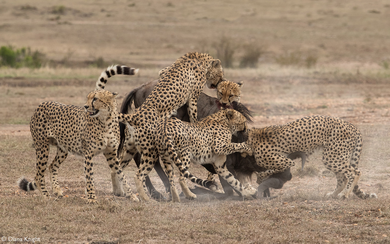 A coalition of five male cheetahs successfully take down a wildebeest. Maasai Mara National Reserve, Kenya © Diana Knight