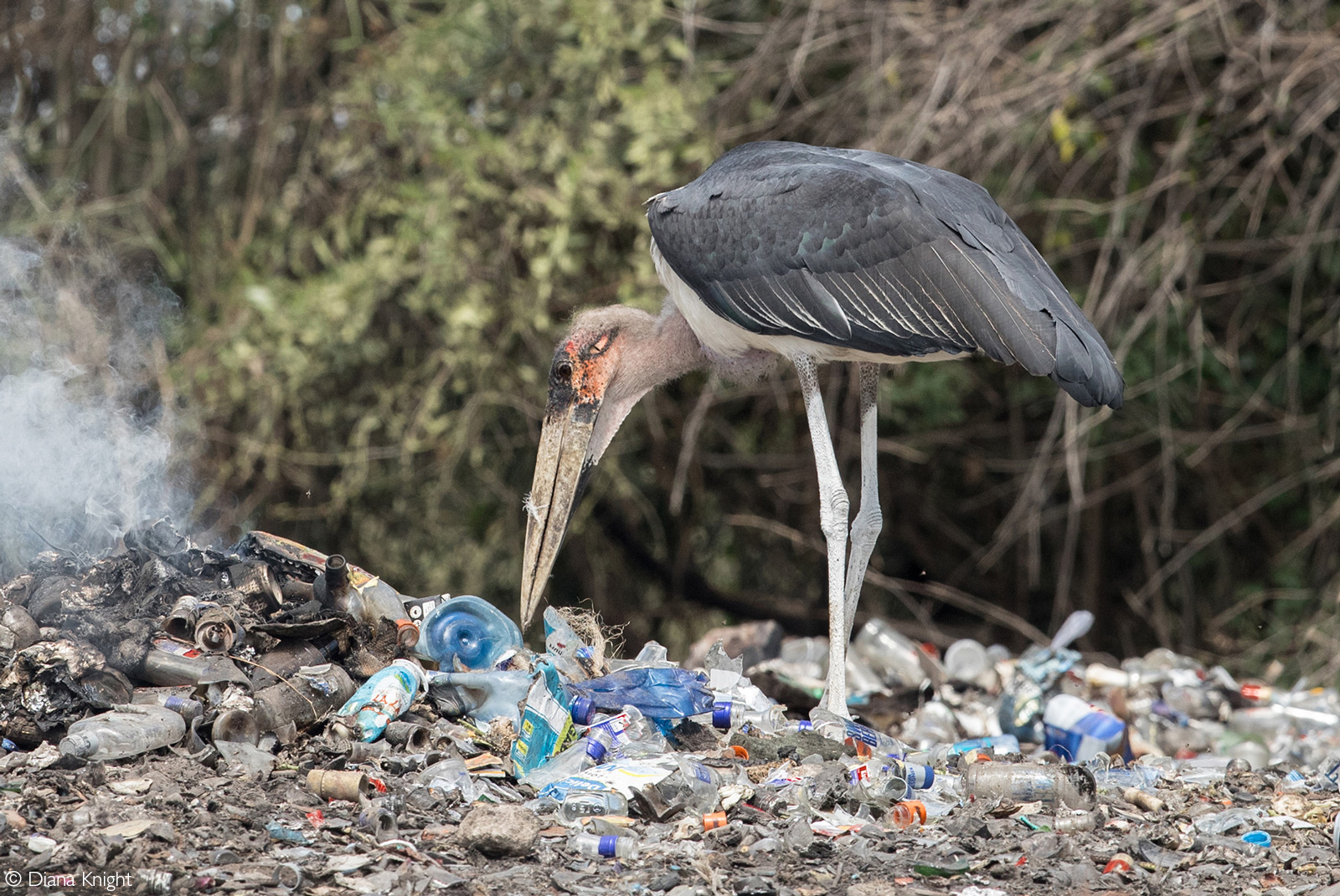 A marabou stork scavenges at a rubbish tip. Talek, Kenya © Diana Knight