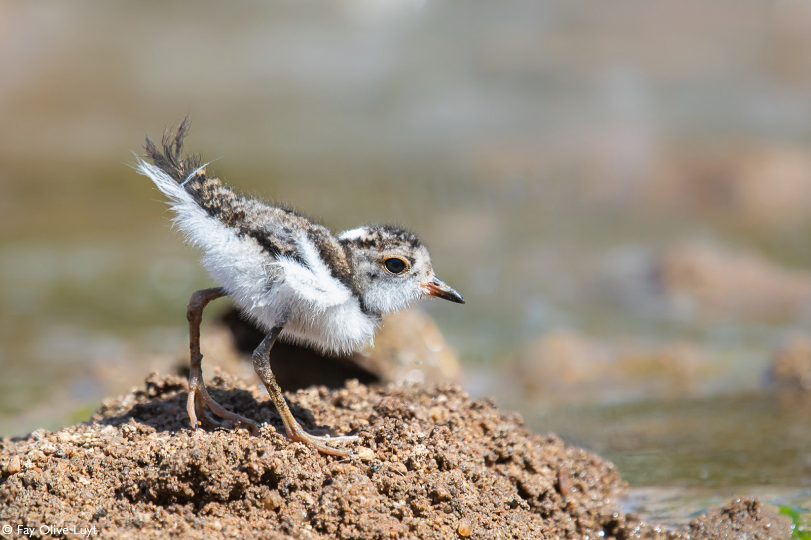 A three-banded plover chick. Kruger National Park, South Africa © Fay Olive Luyt