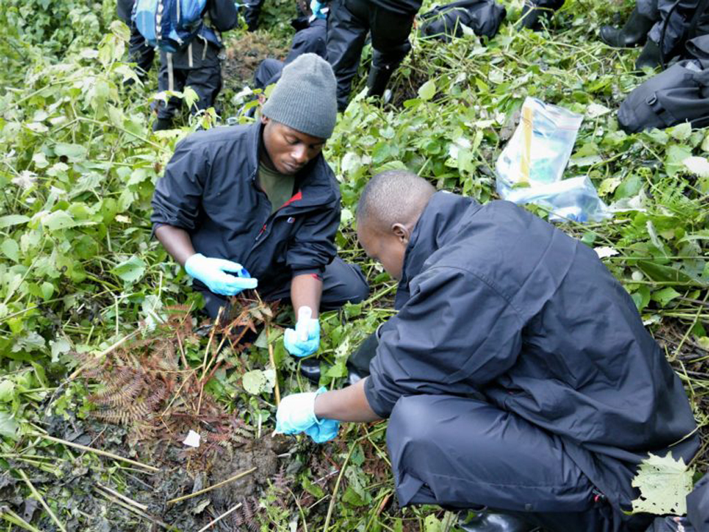 Team members collect faeces at a mountain gorilla nest site for genetic evaluation