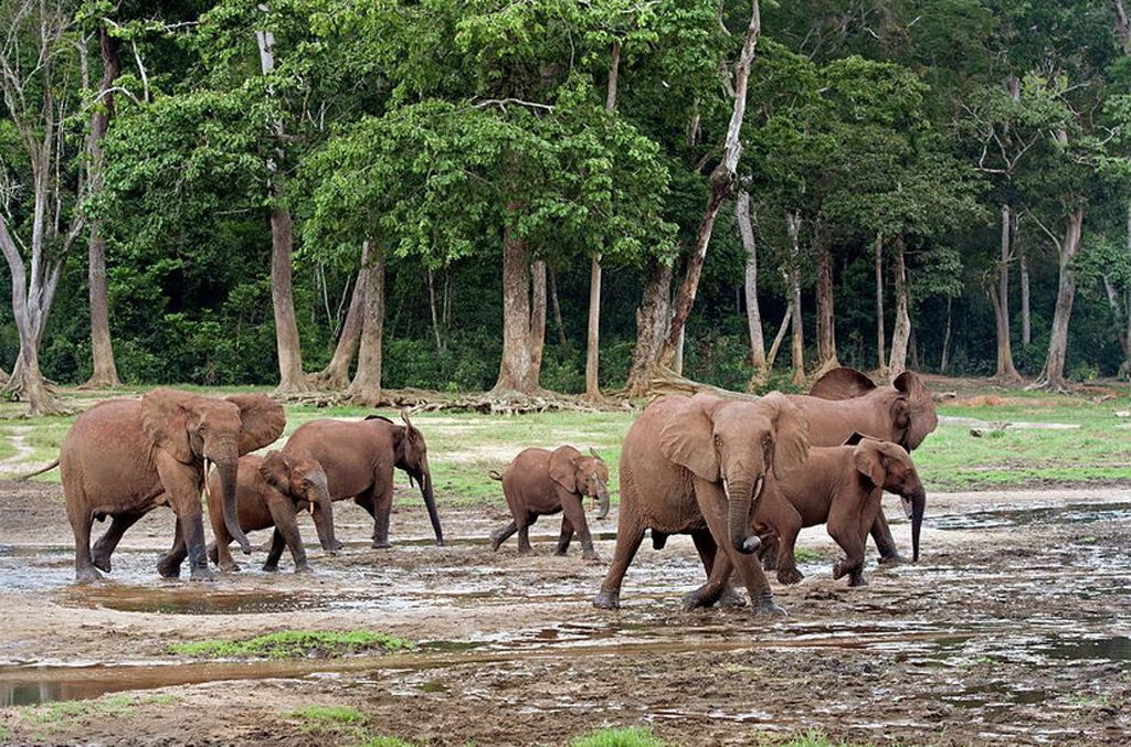 African forest elephant herd