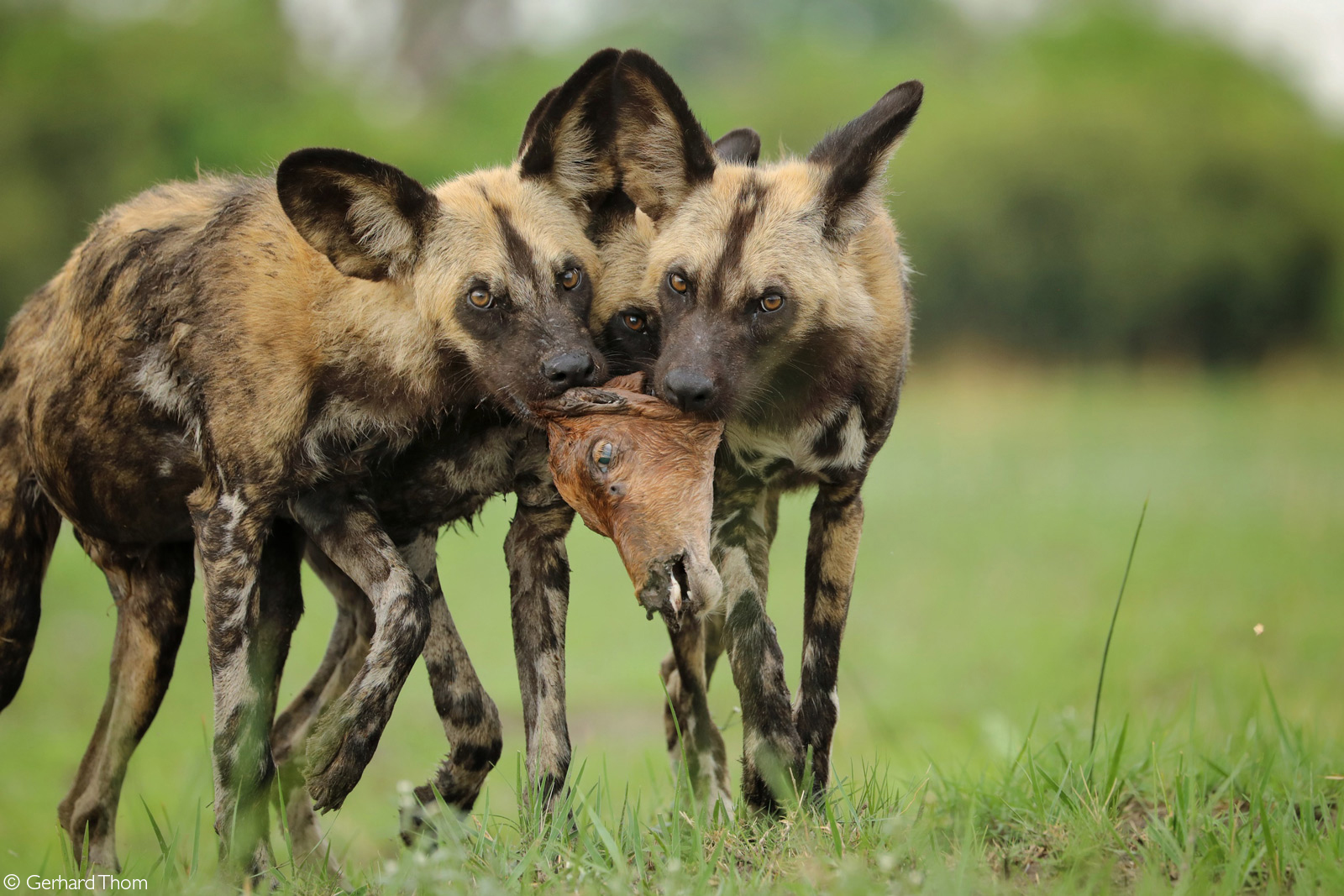 Juvenile painted wolves (African wild dogs) with the remains of their meal. Selinda Concession, Botswana © Gerhard Thom