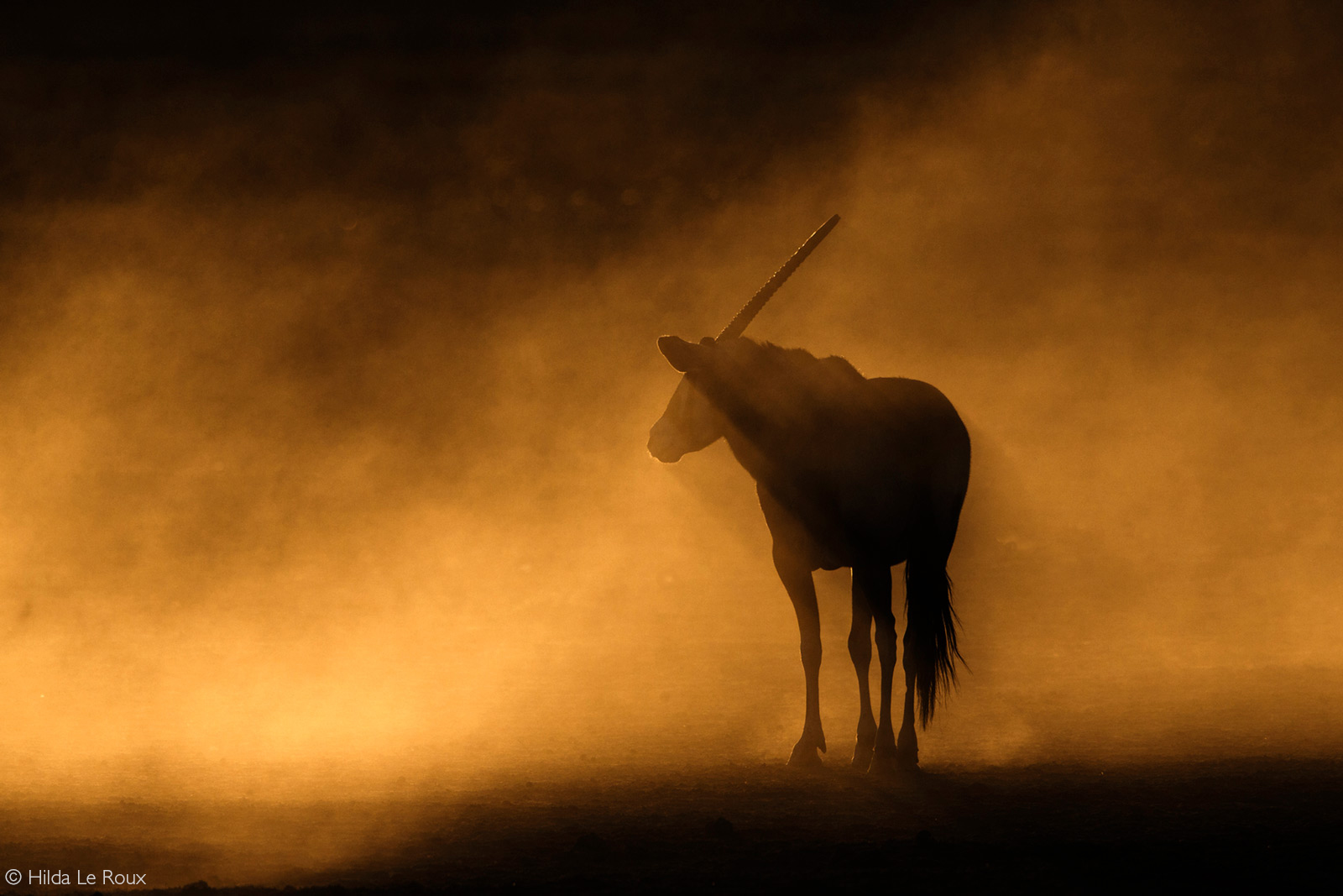 A gemsbok in the early morning. Kgalagadi Transfrontier Park, South Africa © Hilda Le Roux