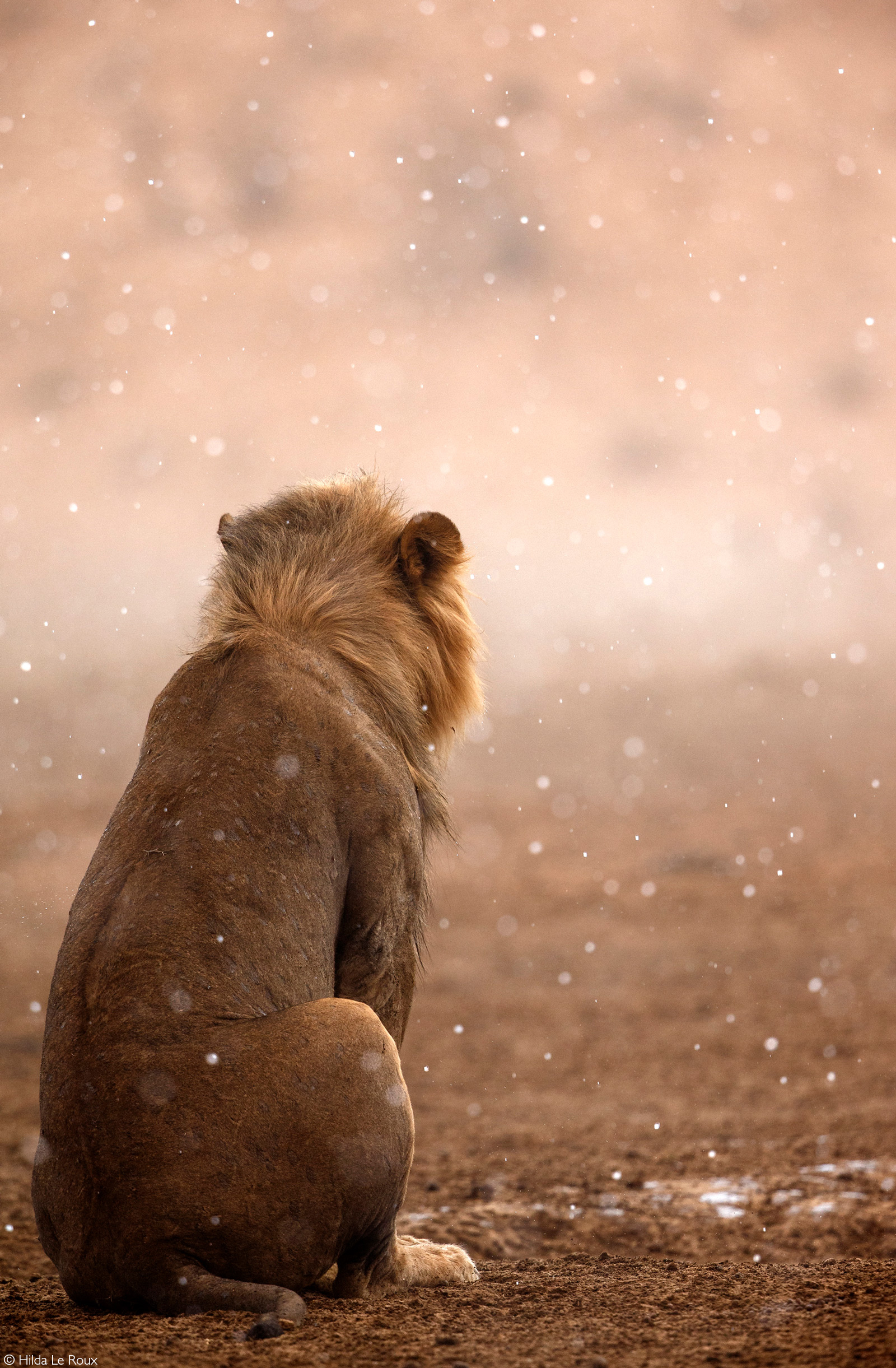 A lion sits in the rain. Kgalagadi Transfrontier Park, South Africa © Hilda Le Roux