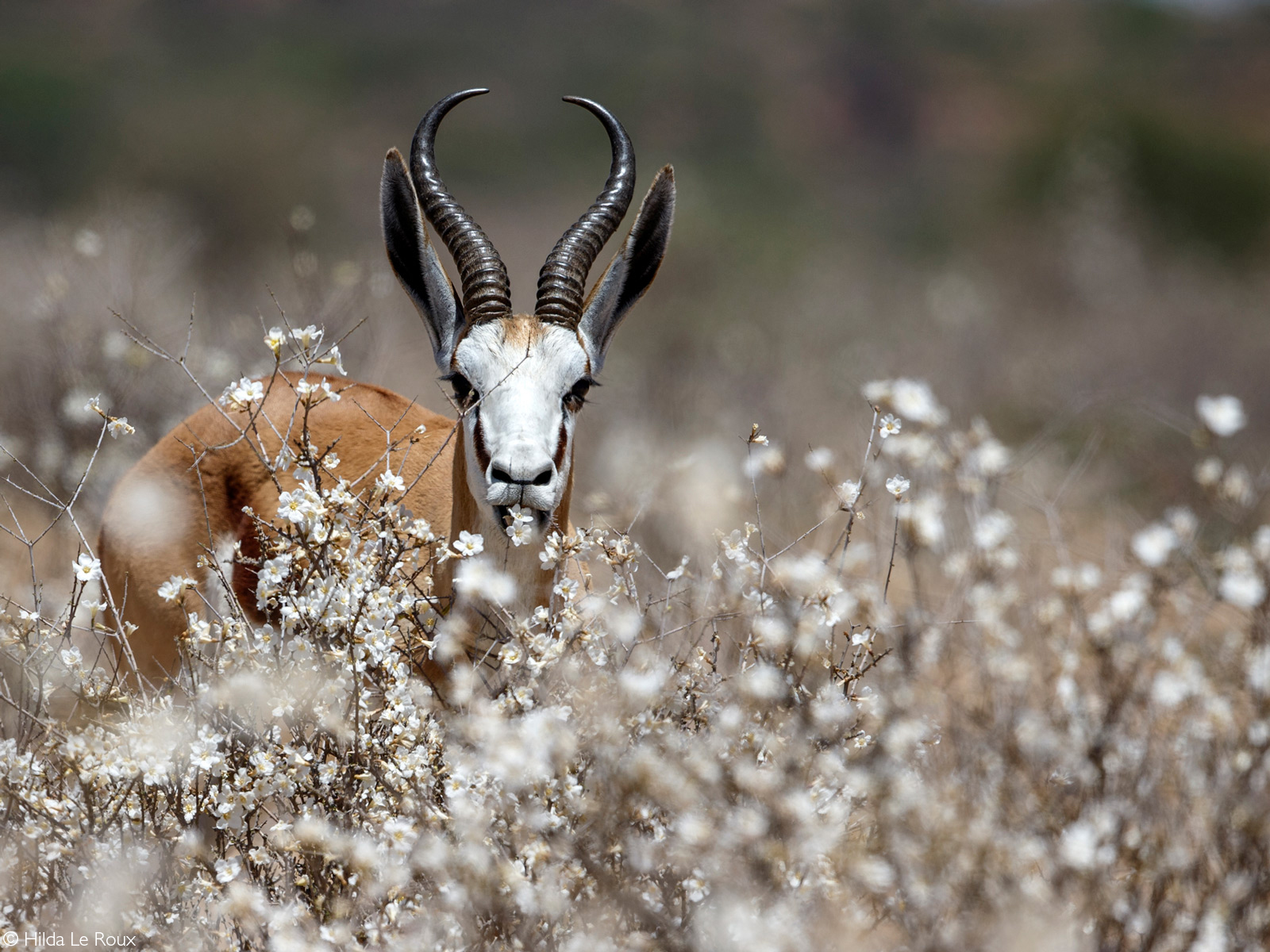 A springbok enjoying the flowers after the first shower of rain. Kgalagadi Transfrontier Park, South Africa © Hilda Le Roux