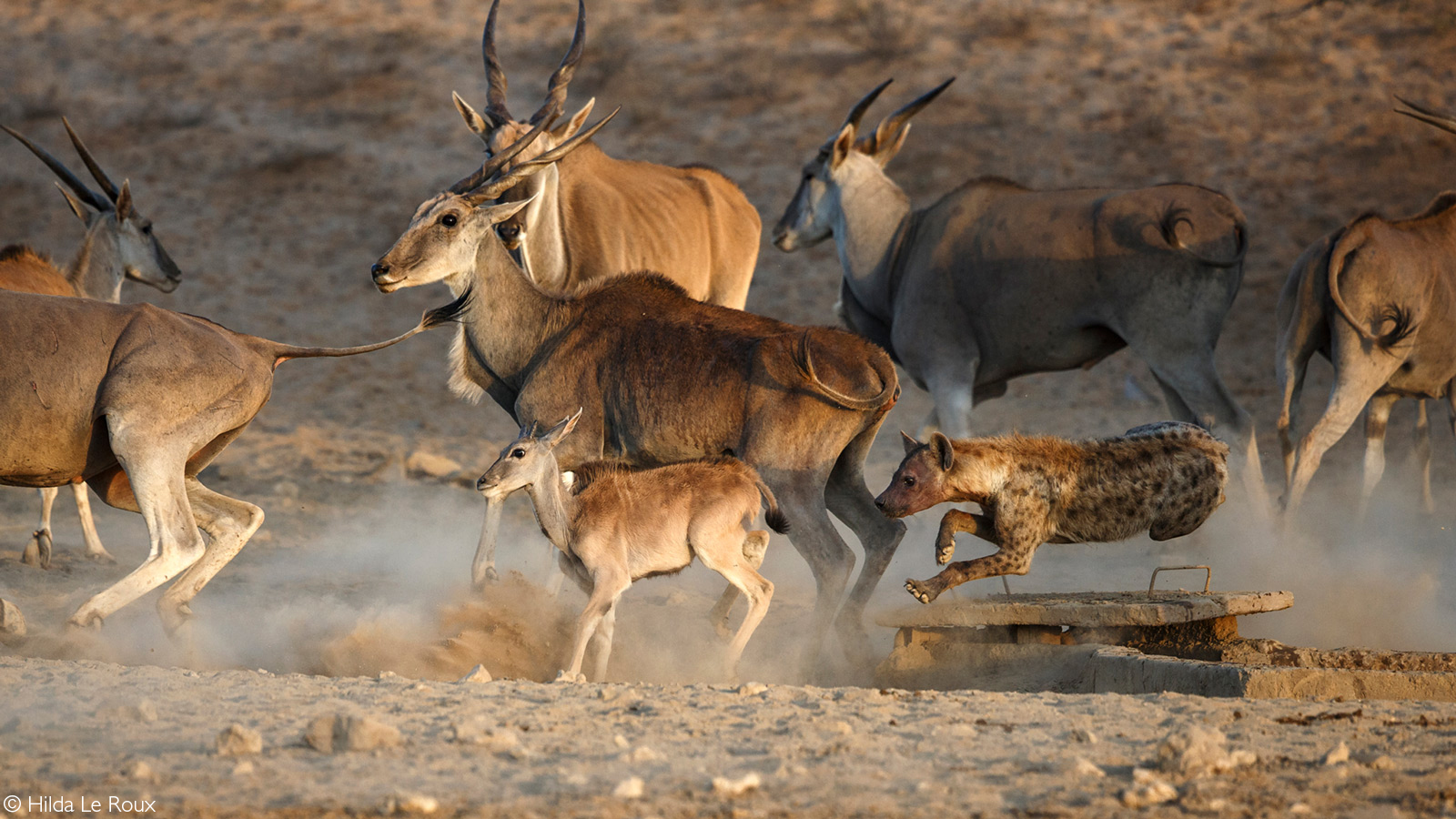 Moments before a spotted hyena catches an eland calf. Kgalagadi Transfrontier Park, South Africa © Hilda Le Roux