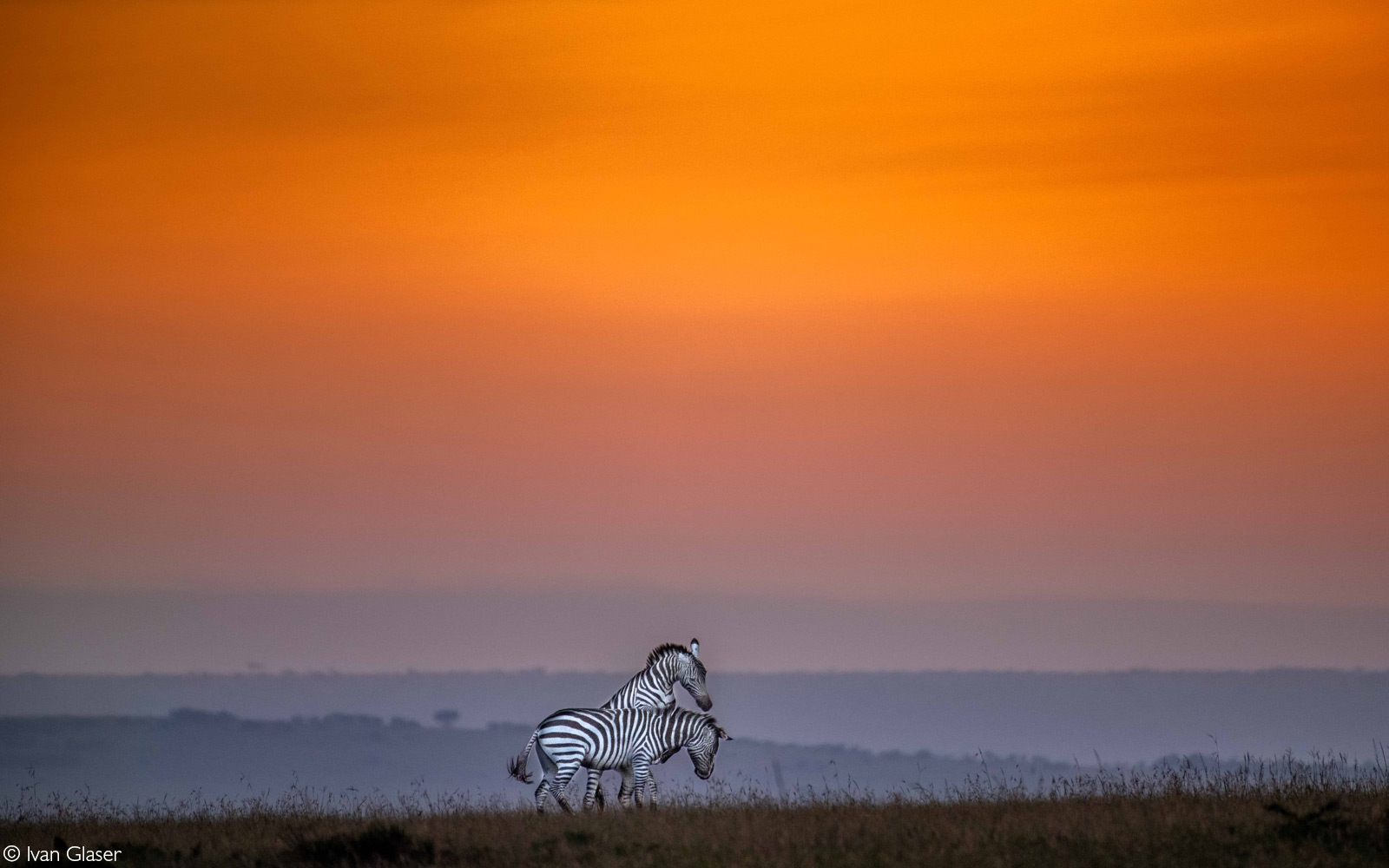 Zebra playing at dawn. Maasai Mara National Reserve, Kenya © Ivan Glaser