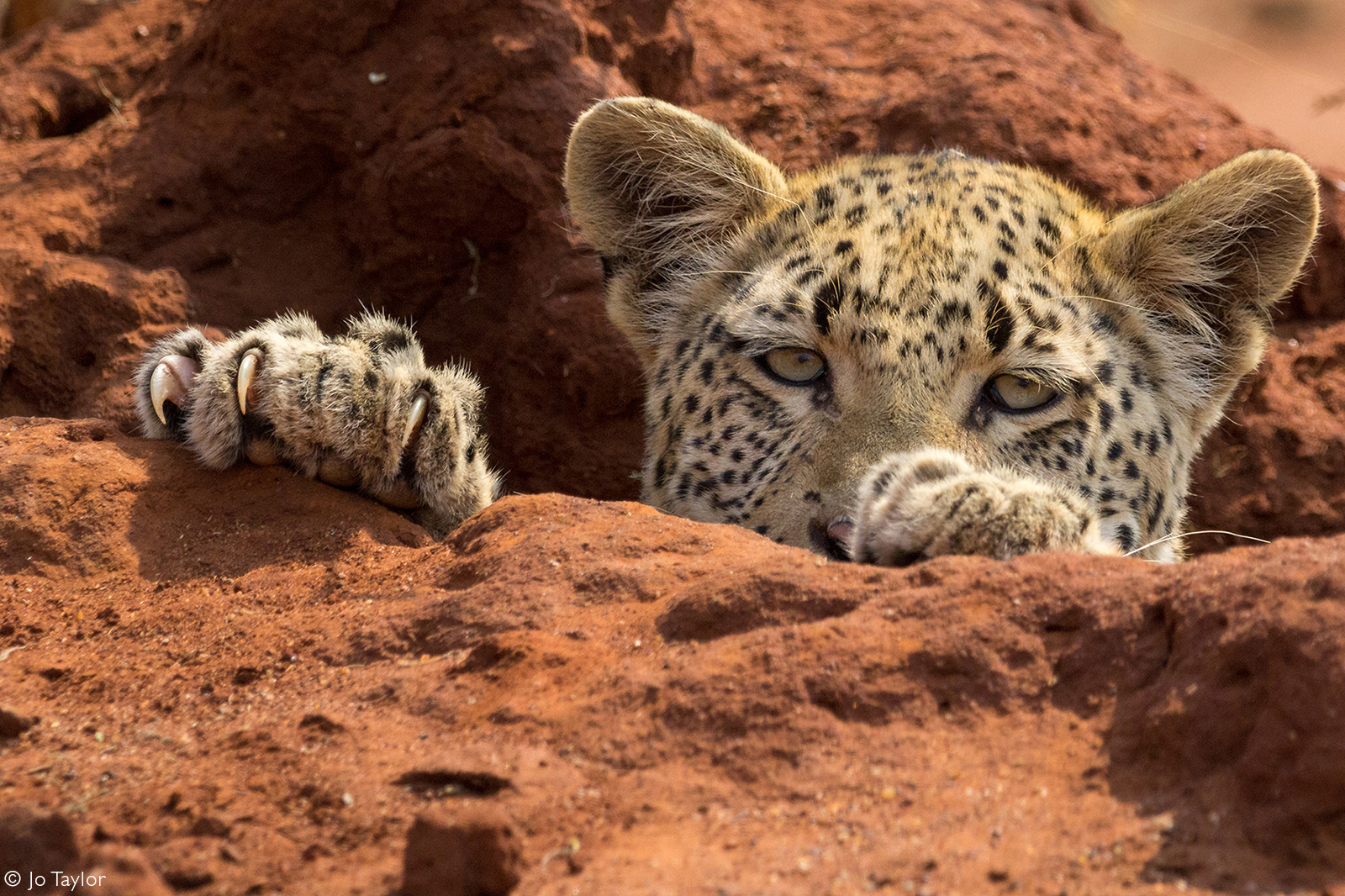 A leopard cub pops his head out of an excavated termite mound. Madikwe Game Reserve, South Africa © Jo Taylor