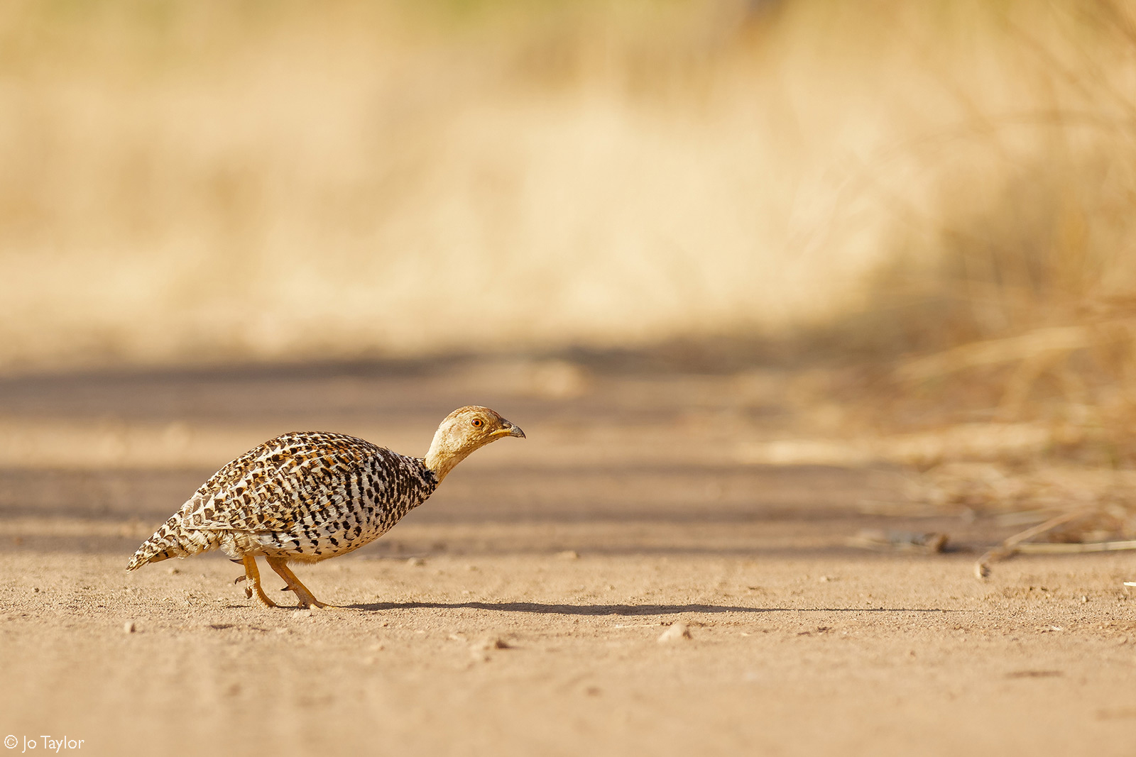 A Coqui francolin slinks across the road. Pilanesberg National Park, South Africa © Jo Taylor