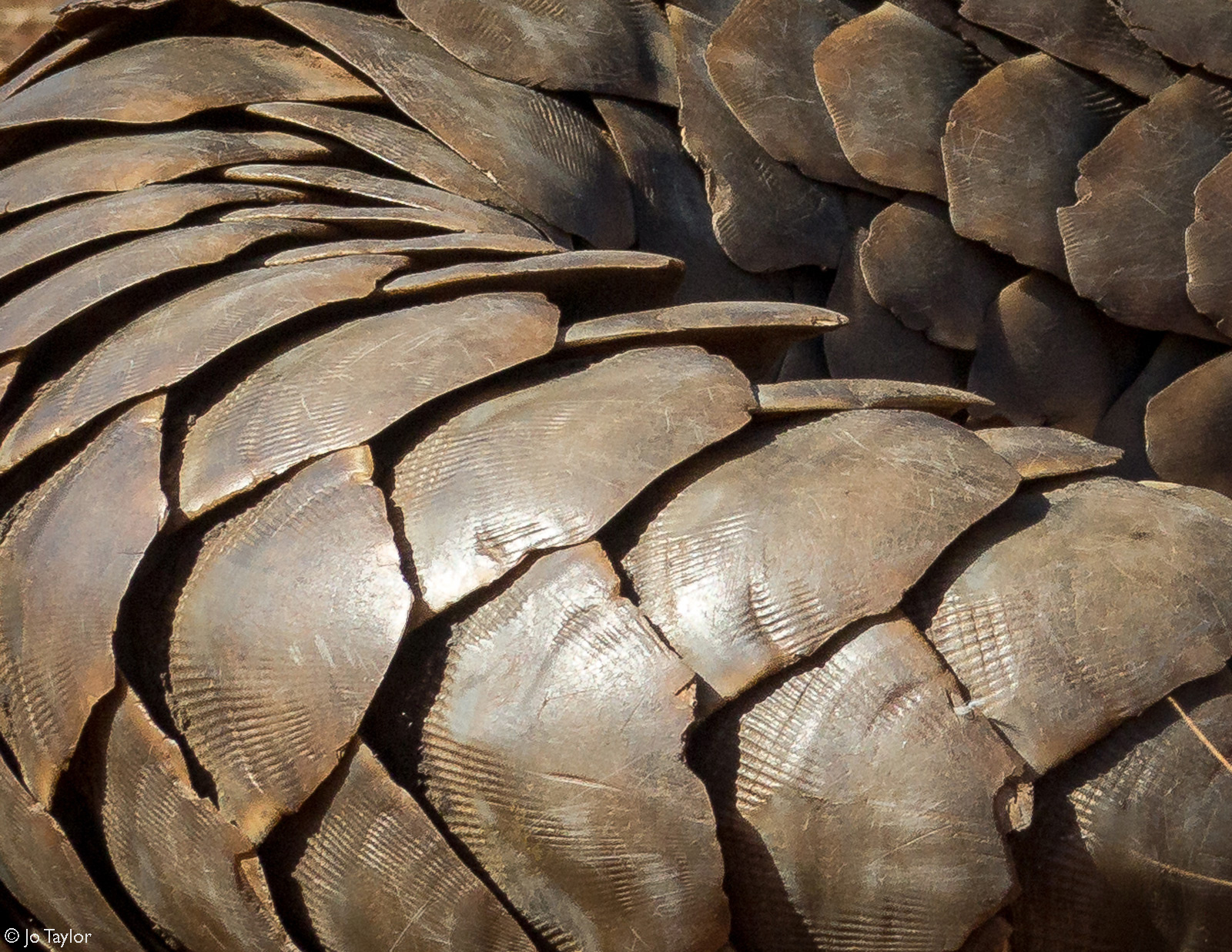 A Temminck's ground pangolin is released back into the wild after being confiscated from the illegal wildlife trafficking trade © Jo Taylor