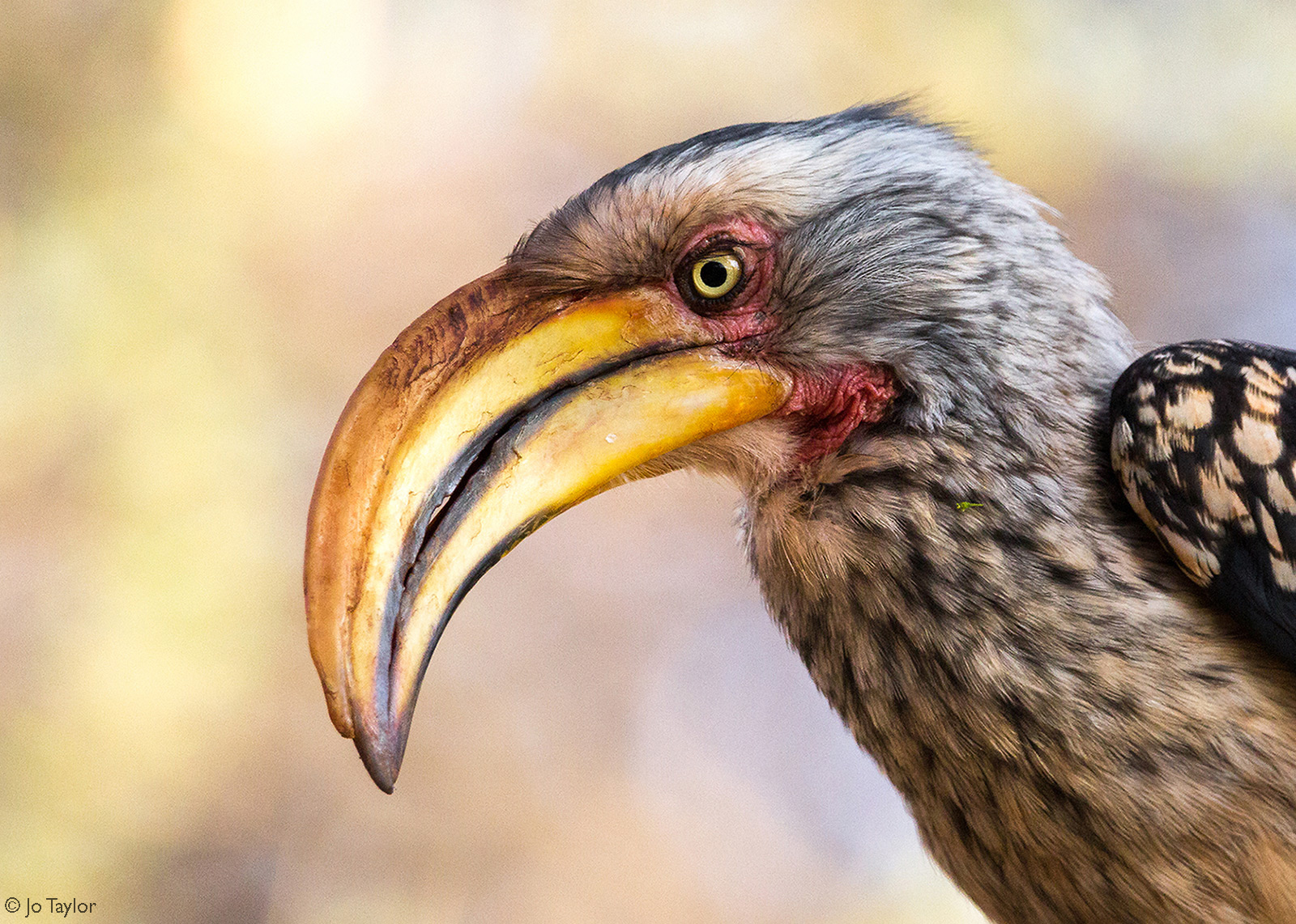 A yellow-billed hornbill. Madikwe Game Reserve, South Africa © Jo Taylor