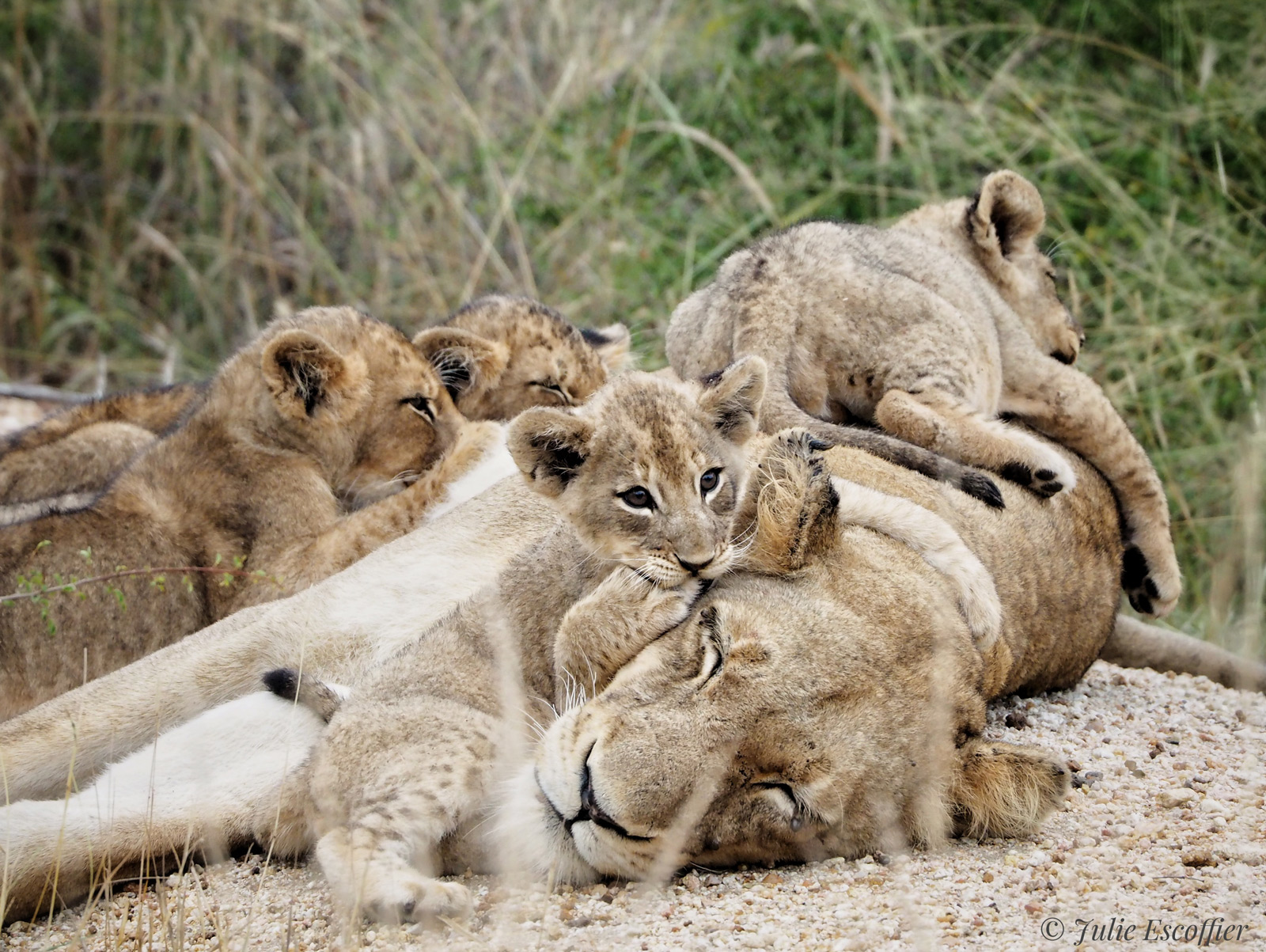 Lion cubs play on their mother while she tries to rest. Sabi Sand Private Game Reserve, South Africa © Julie Escoffier
