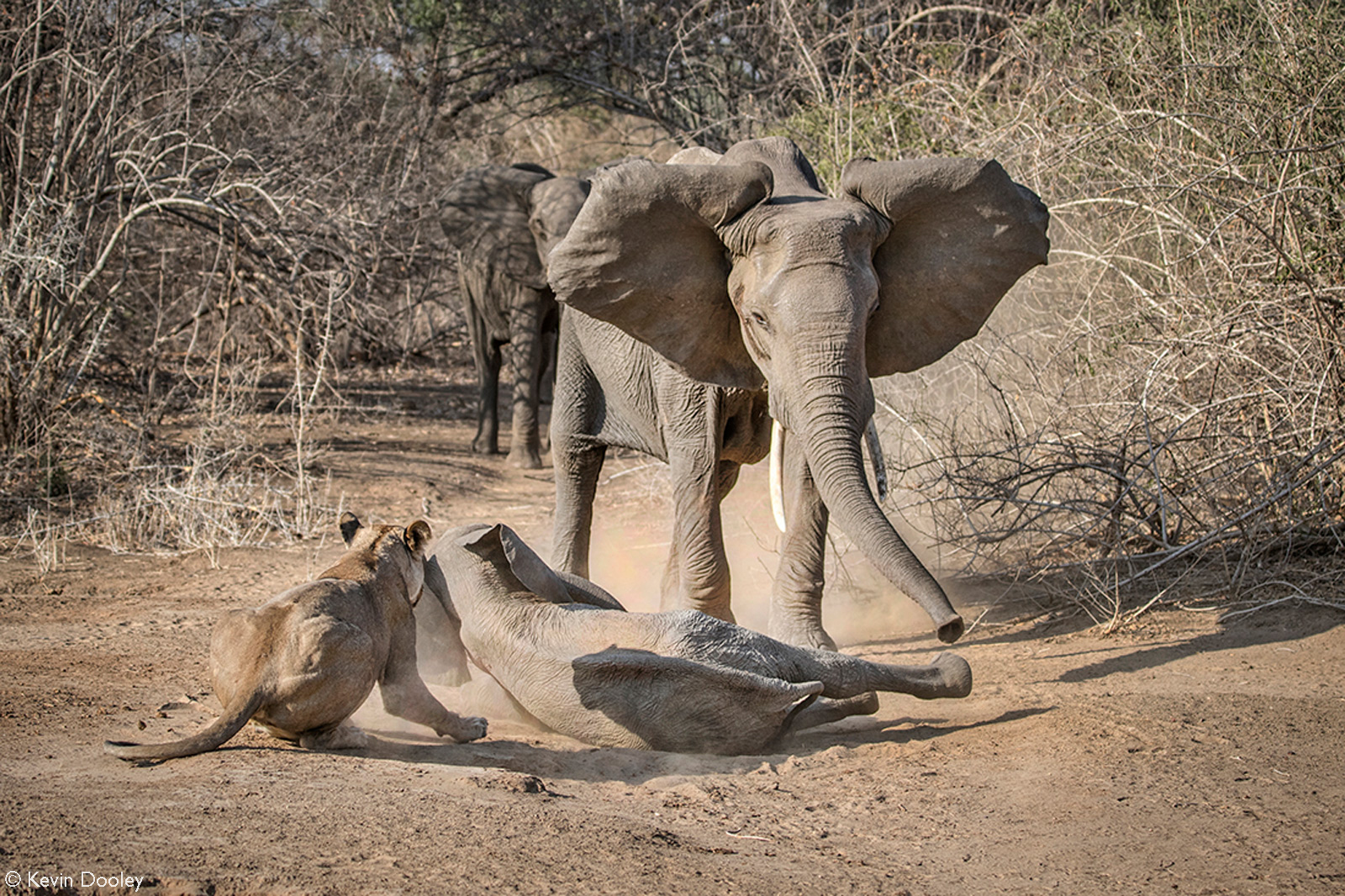 A mother elephant comes to the rescue to save her calf from a lioness. Mana Pools National Park, Zimbabwe © Kevin Dooley