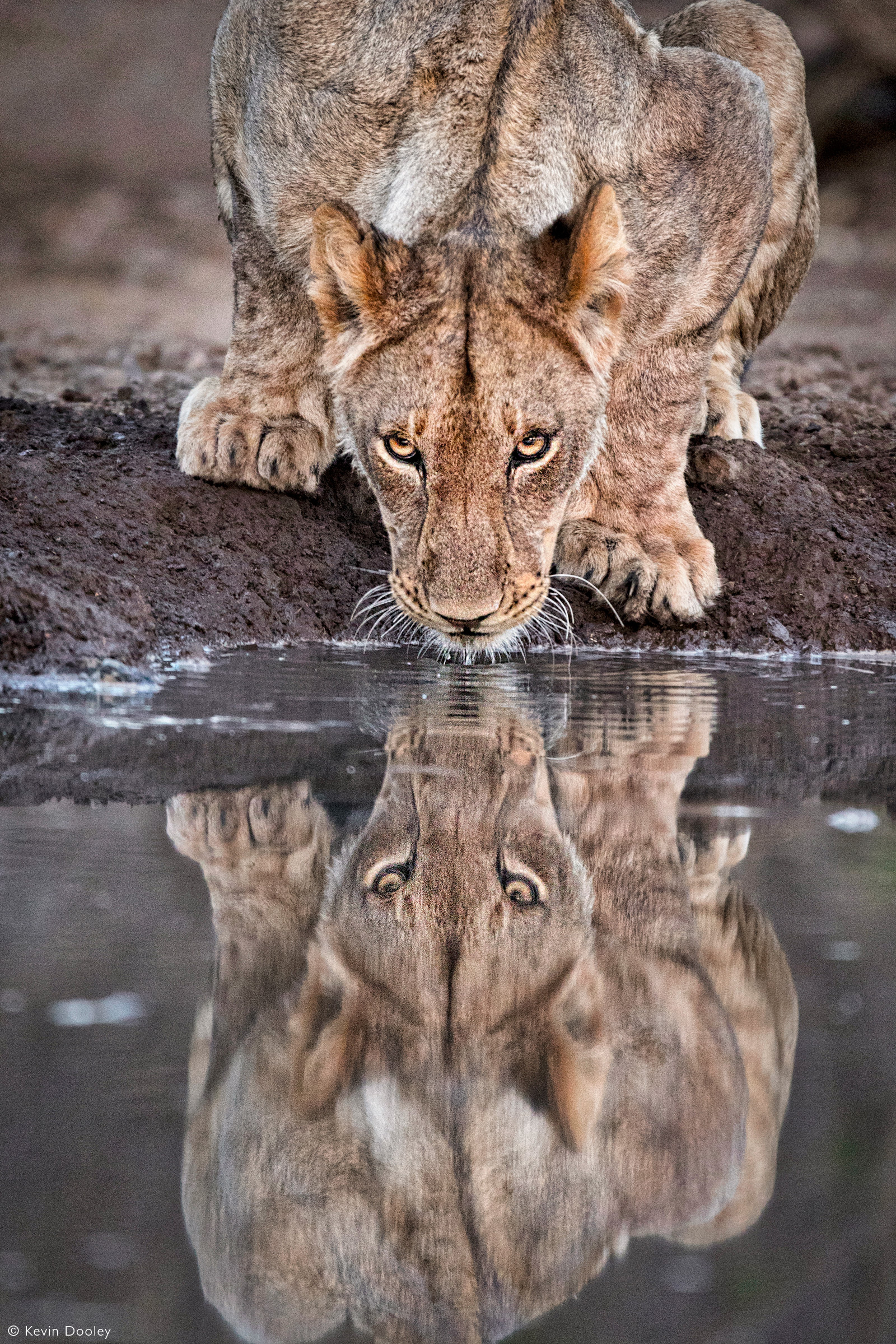 A lioness gets in a quick evening drink. Mashatu Game Reserve, Botswana © Kevin Dooley