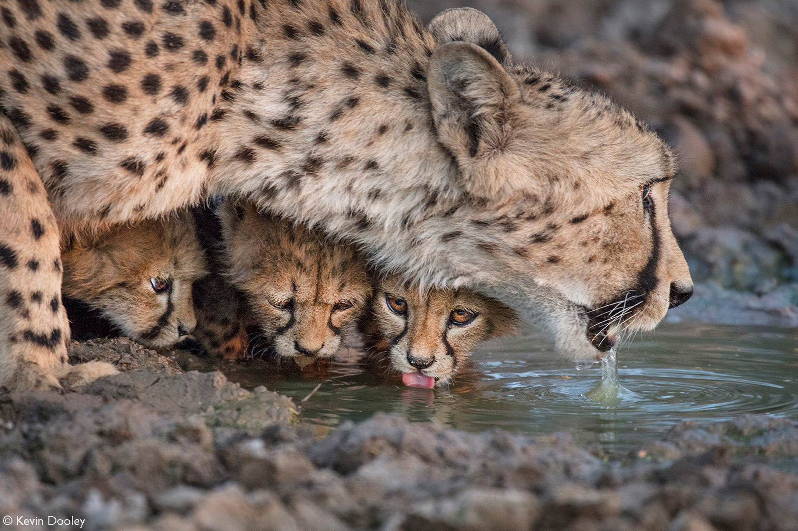 A mother cheetah with her thirsty cubs. Etosha National Park, Namibia © Kevin Dooley