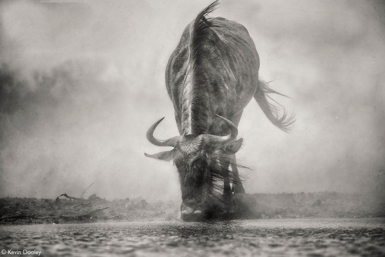 A massive dust storm brings this thirsty wildebeest to water. Mashatu Game Reserve, Botswana © Kevin Dooley