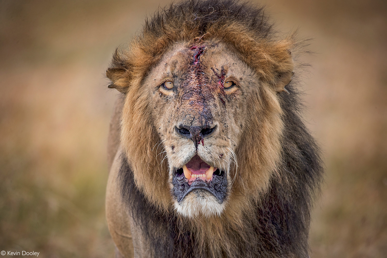 A lion after a fight with his brother. Maasai Mara National Reserve, Kenya © Kevin Dooley
